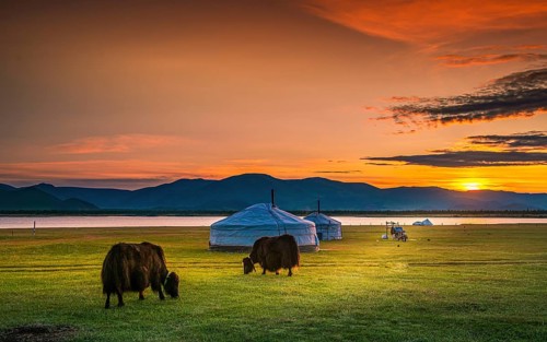 Yaks grazing in front of Ger