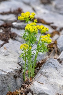 Cypress Spurge