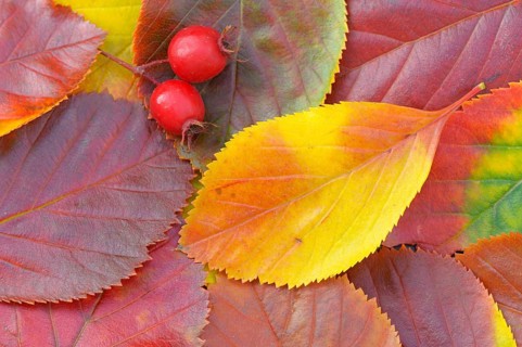 Powderberry