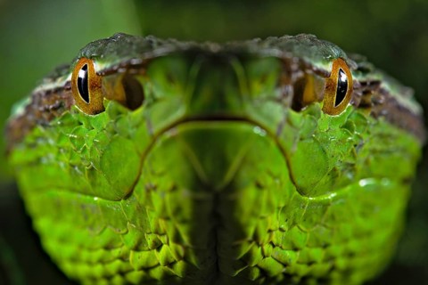 North Philippine Temple Pit Viper