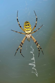 Wasp spider