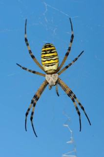 Wasp spider