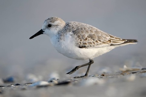 Sanderling