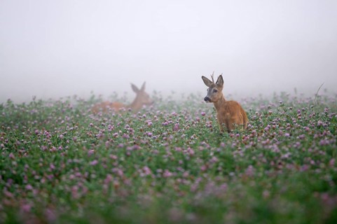 Roe deer