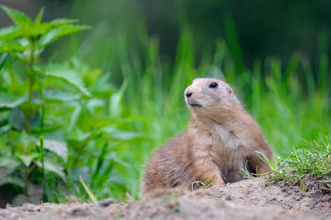 Black-tailed Prairie Dog