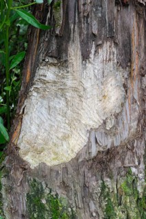 European beaver