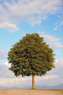 Horse chestnut