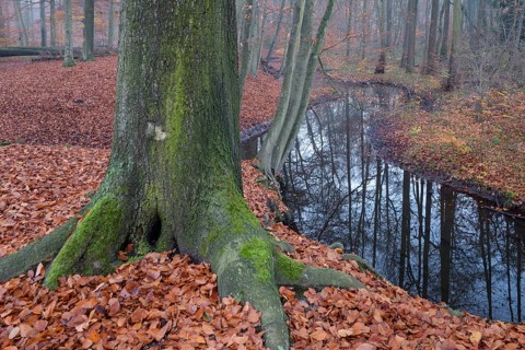 Rotbach