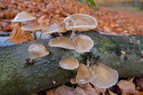 Beech slime