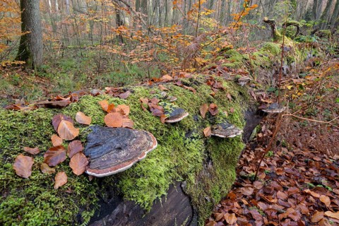 Tree fungi on a dead beech trunk