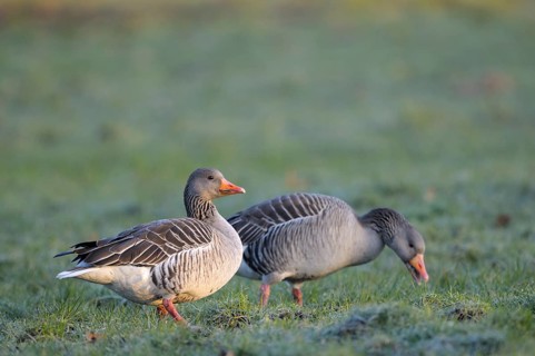 Greylag goose
