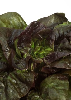 French lettuce called Rougette
