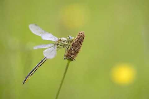 Western damselfly