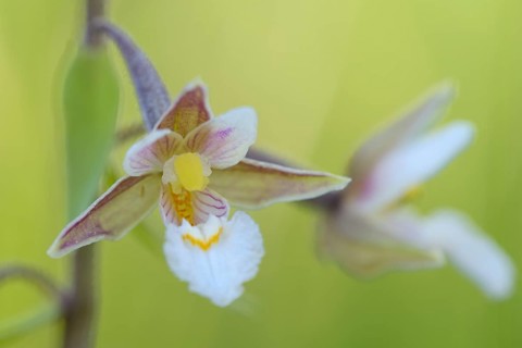 Marsh hellebore