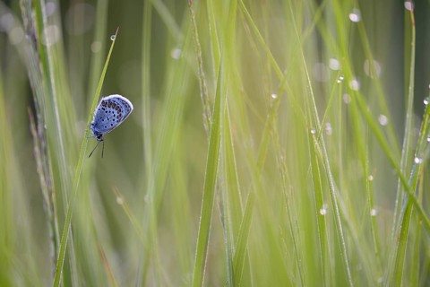 Argus blue butterfly