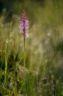 Fox orchid
