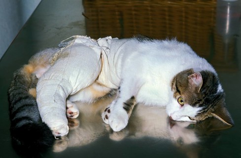 HOUSE CAT WITH A BANDAGED PAW