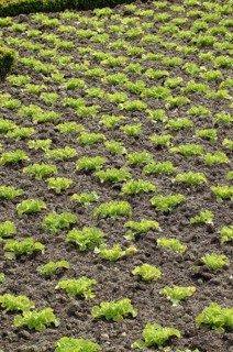 Lettuce