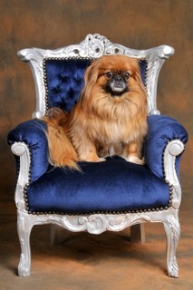 Male dog