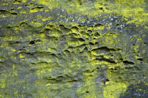 Sulphur dust lichen