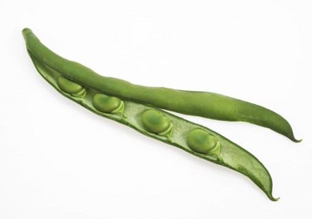 Fava Bean