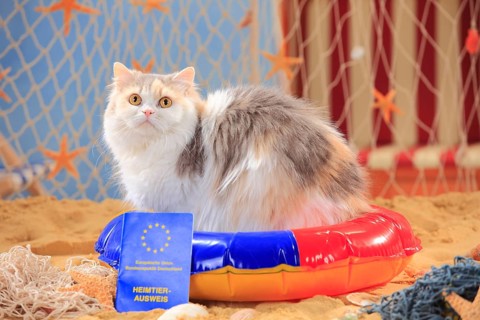 British longhair cat