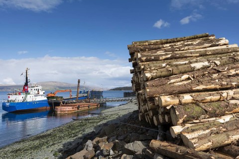 Softwood coniferous timber ready for transport on ship to mainland