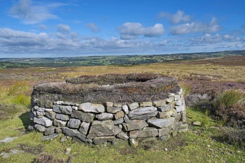 Stone grouse shooting butt on heather moorland