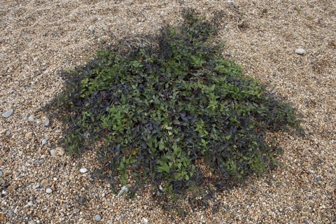 Woody Nightshade