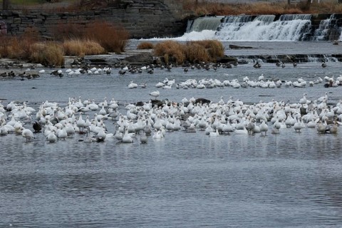 Snow geese
