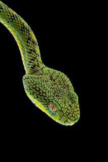 Palawan Pit Viper
