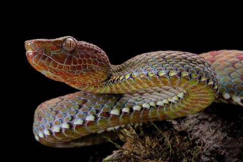 Philippines PitViper