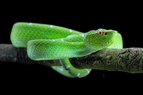 North Philippine Temple Pit Viper