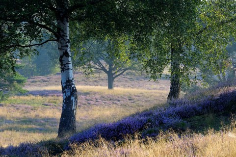 Flowering broom heather