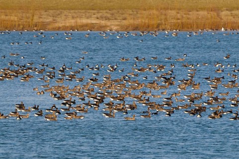 White-fronted Geese