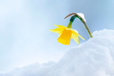 Yellow wild daffodil