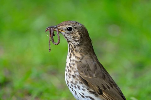 Song thrush