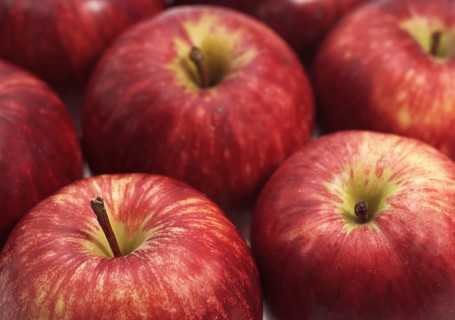 Malus domestica