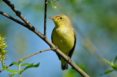 Yellow Warbler