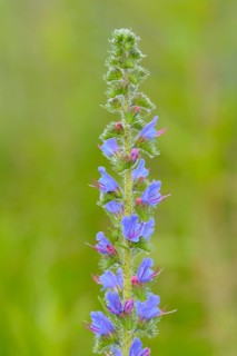 Common viper's bugloss