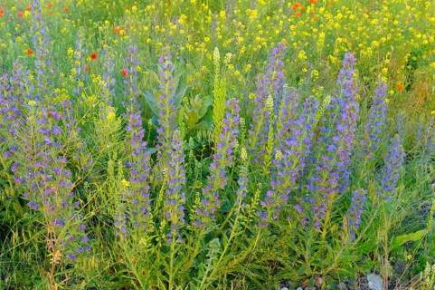 Common viper's bugloss