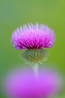 Way thistle