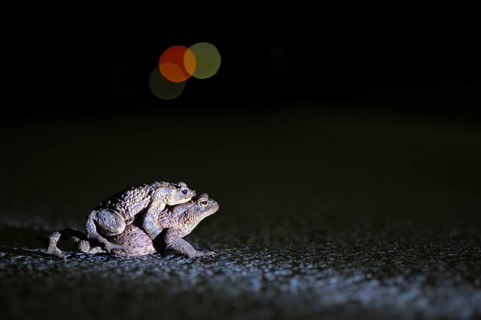 Common toad