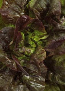 French lettuce called Rougette
