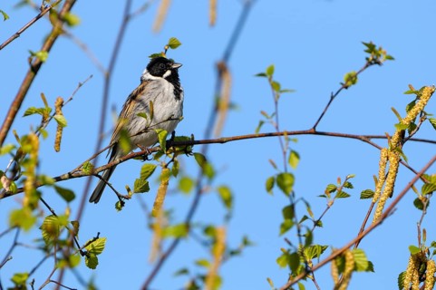 Reed bunting