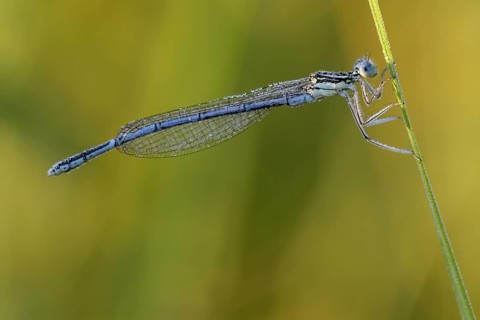 Blue damselfly