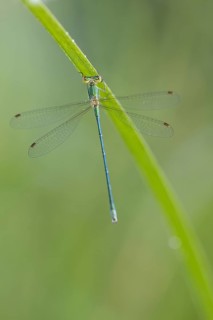 Common rush damselfly