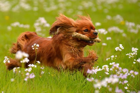 Cavalier King Charles Spaniel