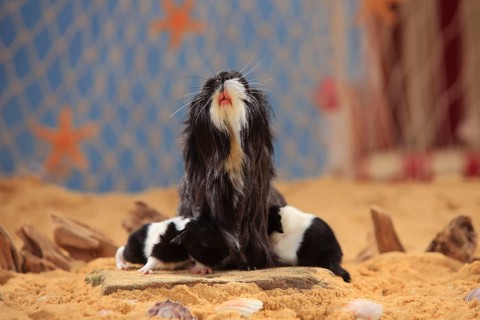 Sheltie guinea pig