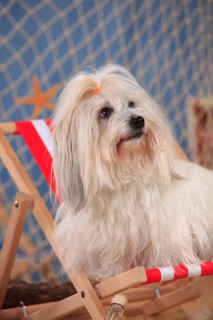 Coton de Tulear